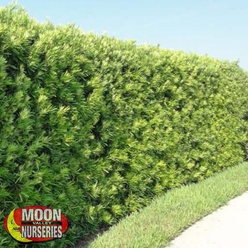 Hedges that Offer Your Home Privacy and More!